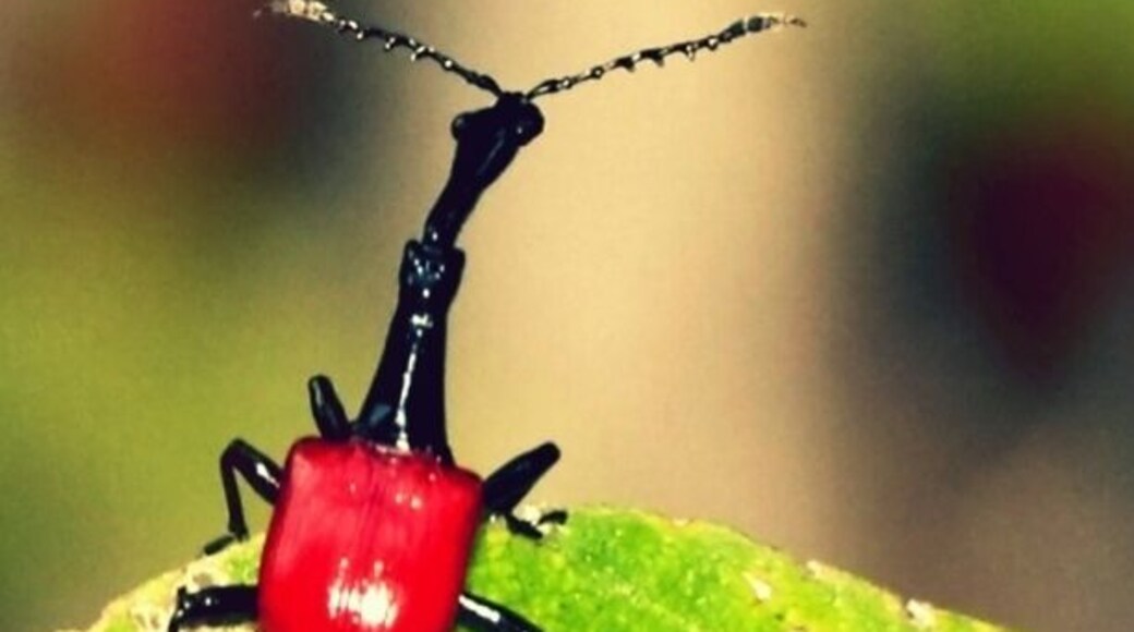 Giraffe weevil from Madagascar. Endemic. Very small - about 1 inch long (2.5cm). We saw lots of these as we hiked along the roadway in search of lemurs. Even funnier looking when they fly.