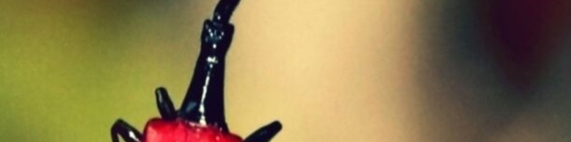 Giraffe weevil from Madagascar. Endemic. Very small - about 1 inch long (2.5cm). We saw lots of these as we hiked along the roadway in search of lemurs. Even funnier looking when they fly.