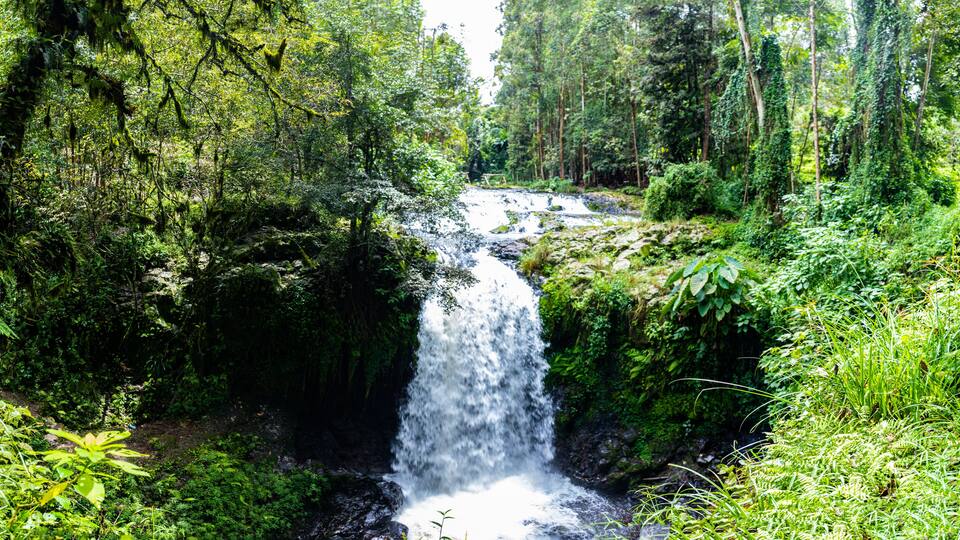 A waterfall in a lush forest.