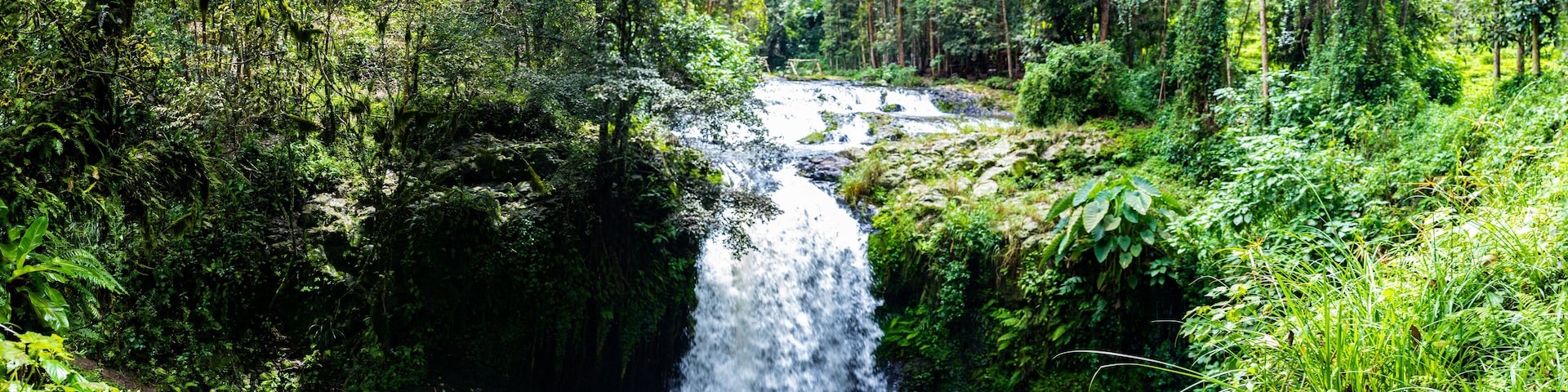 Una cascada en un bosque frondoso.