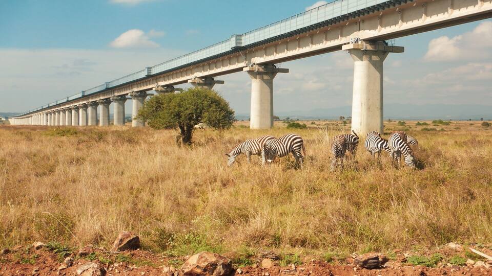 A bridge over a grassy field with zebras grazing.