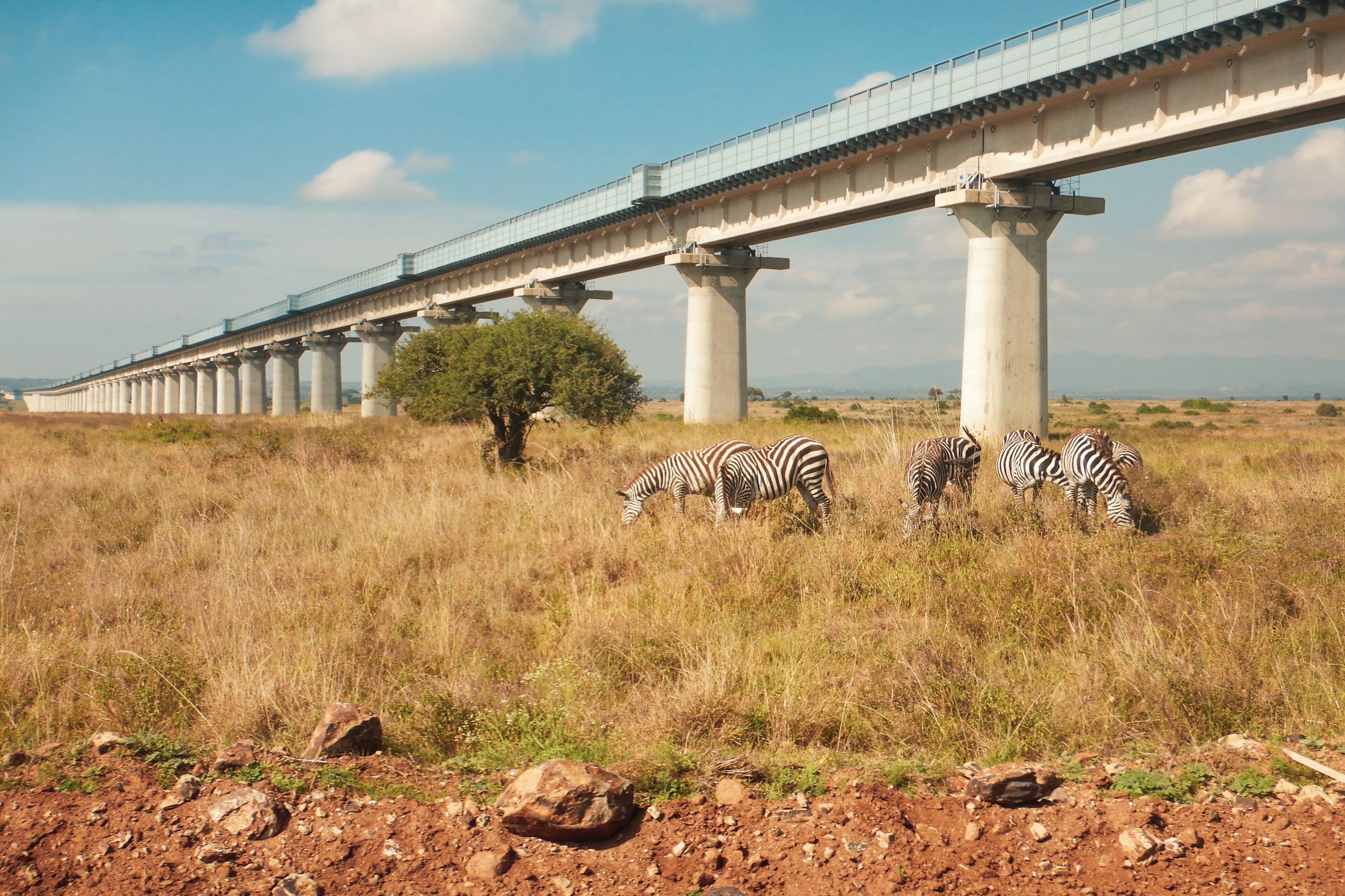 A bridge over a grassy field with zebras grazing.