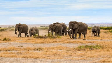migration of elephants in amboseli park