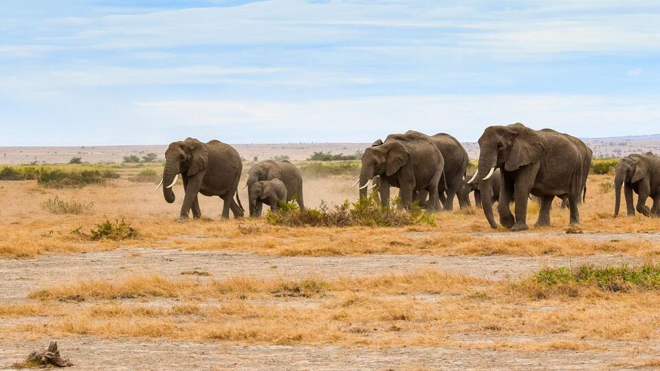 A herd of elephants in a dry grassland with sparse vegetation and distant hills.