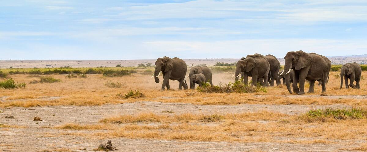 A herd of elephants in a dry grassland with sparse vegetation and distant hills.
