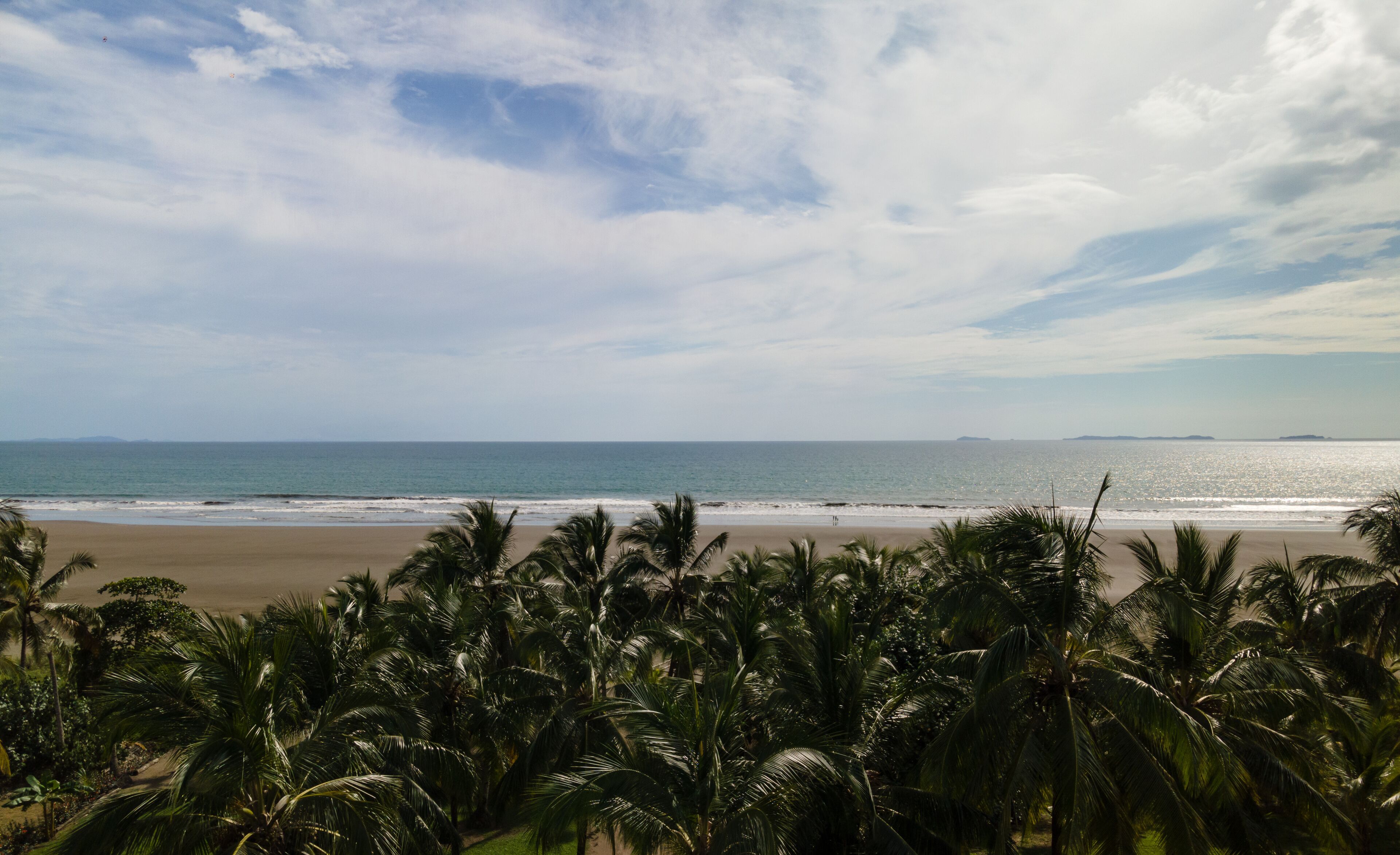 A beach with palm trees and the ocean.