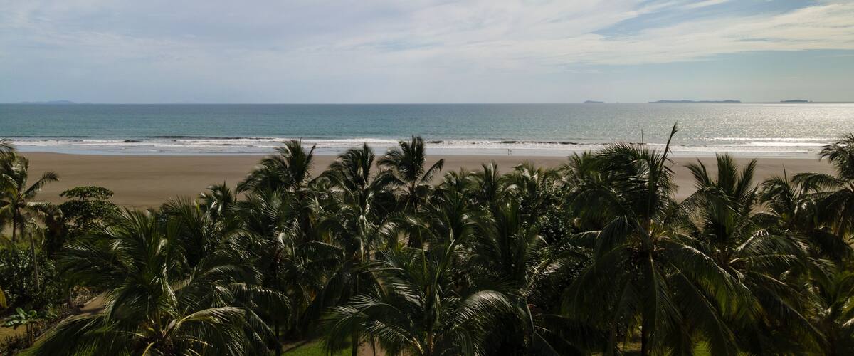 A beach with palm trees and the ocean.
