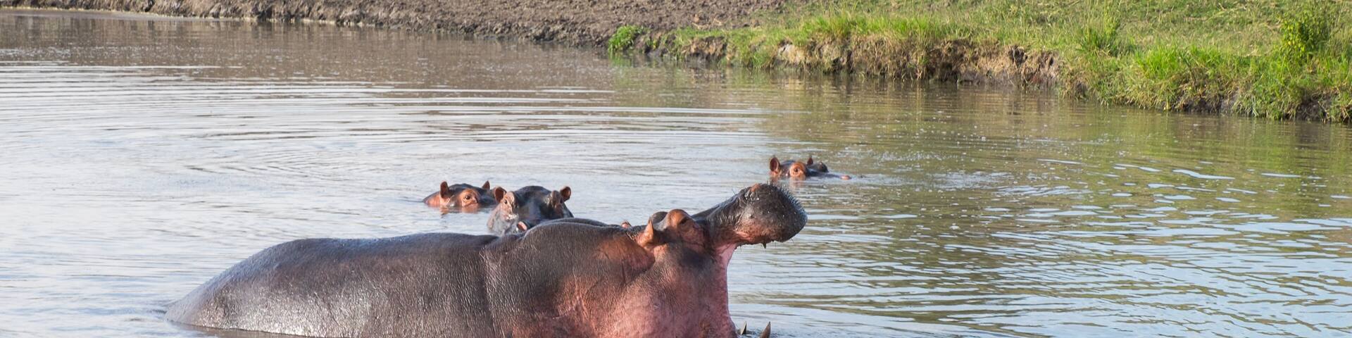 Hippo with open mouth in small lake, national park, Uganda, Africa