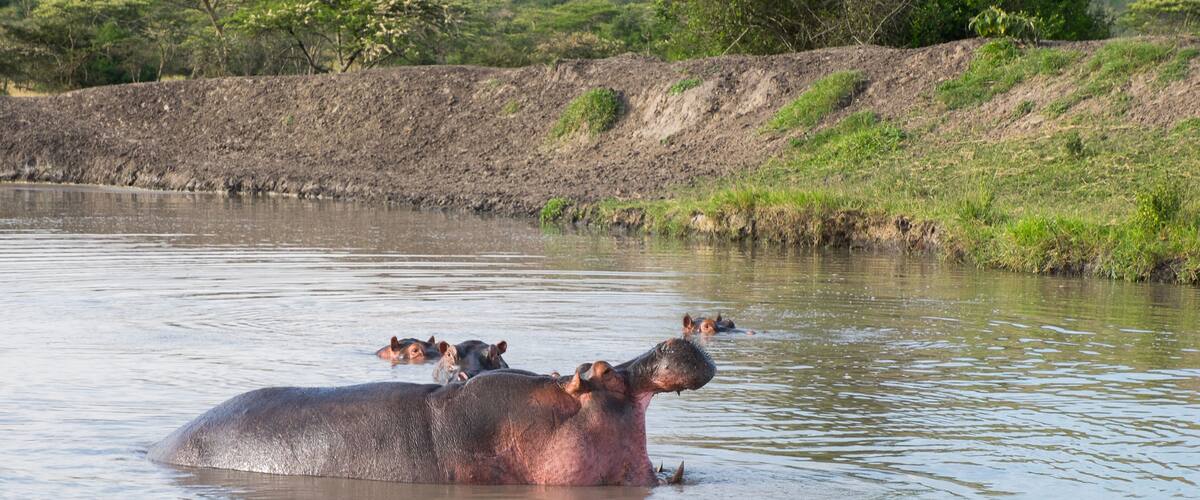 Hippos in a river with a grassy bank and trees in the background.