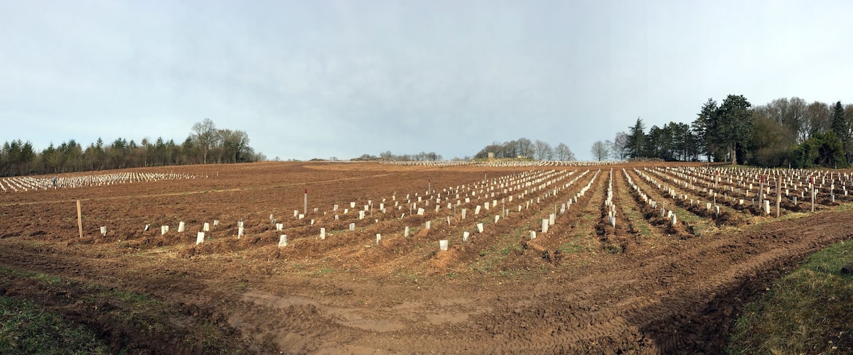 A cemetery with rows of graves.