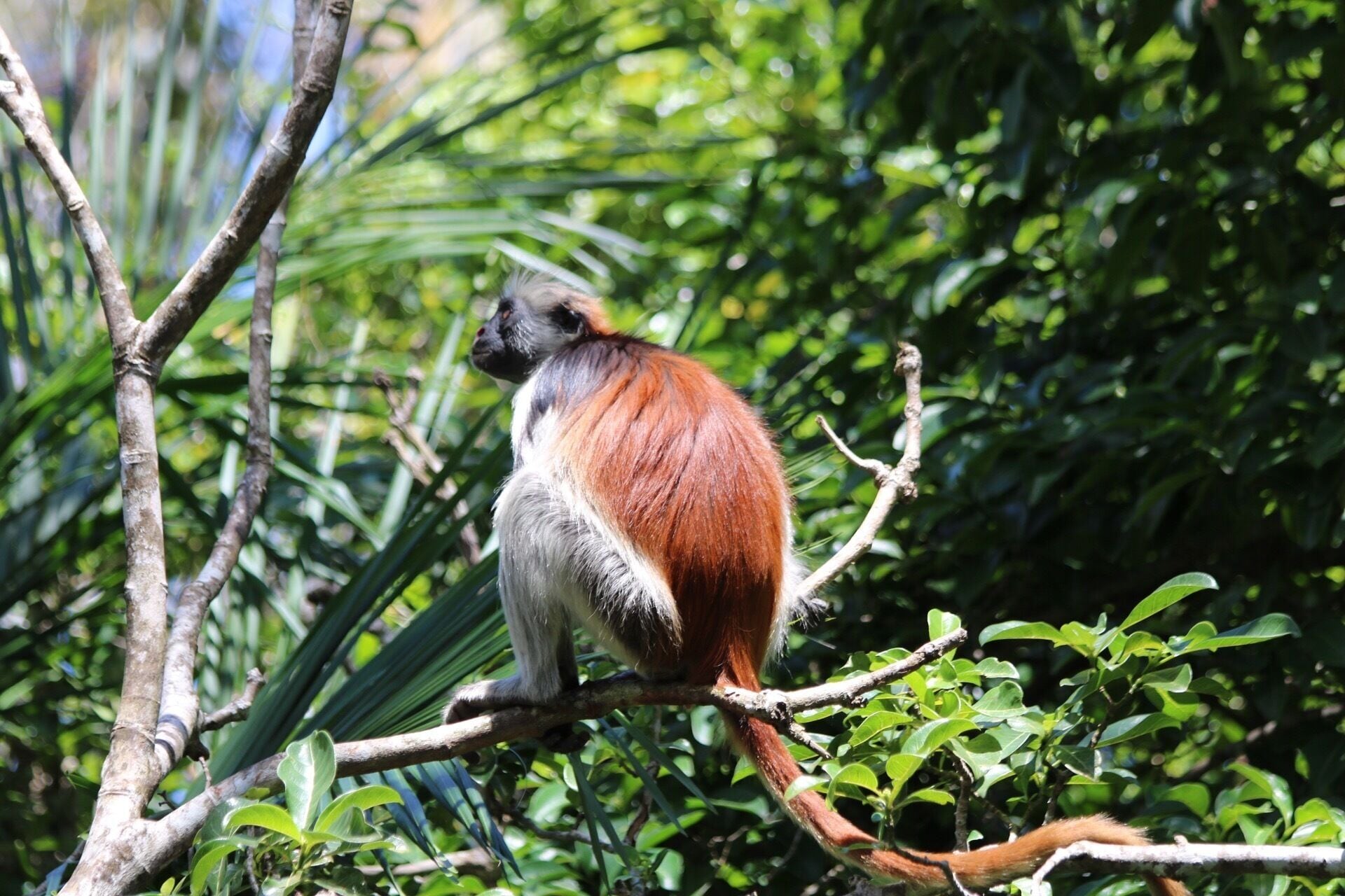 Red Columbus Monkey,
Zanzibar