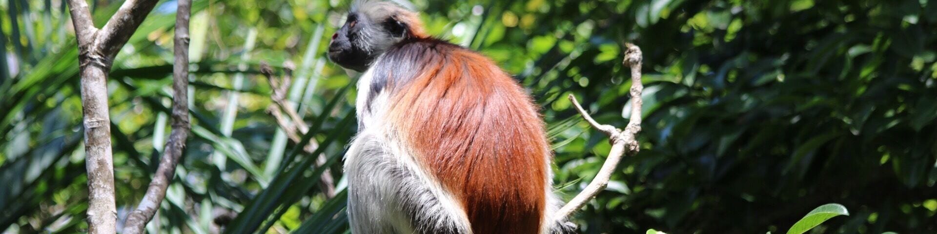 A monkey with a reddish-brown back and white underbelly sitting on a tree branch surrounded by green foliage.
