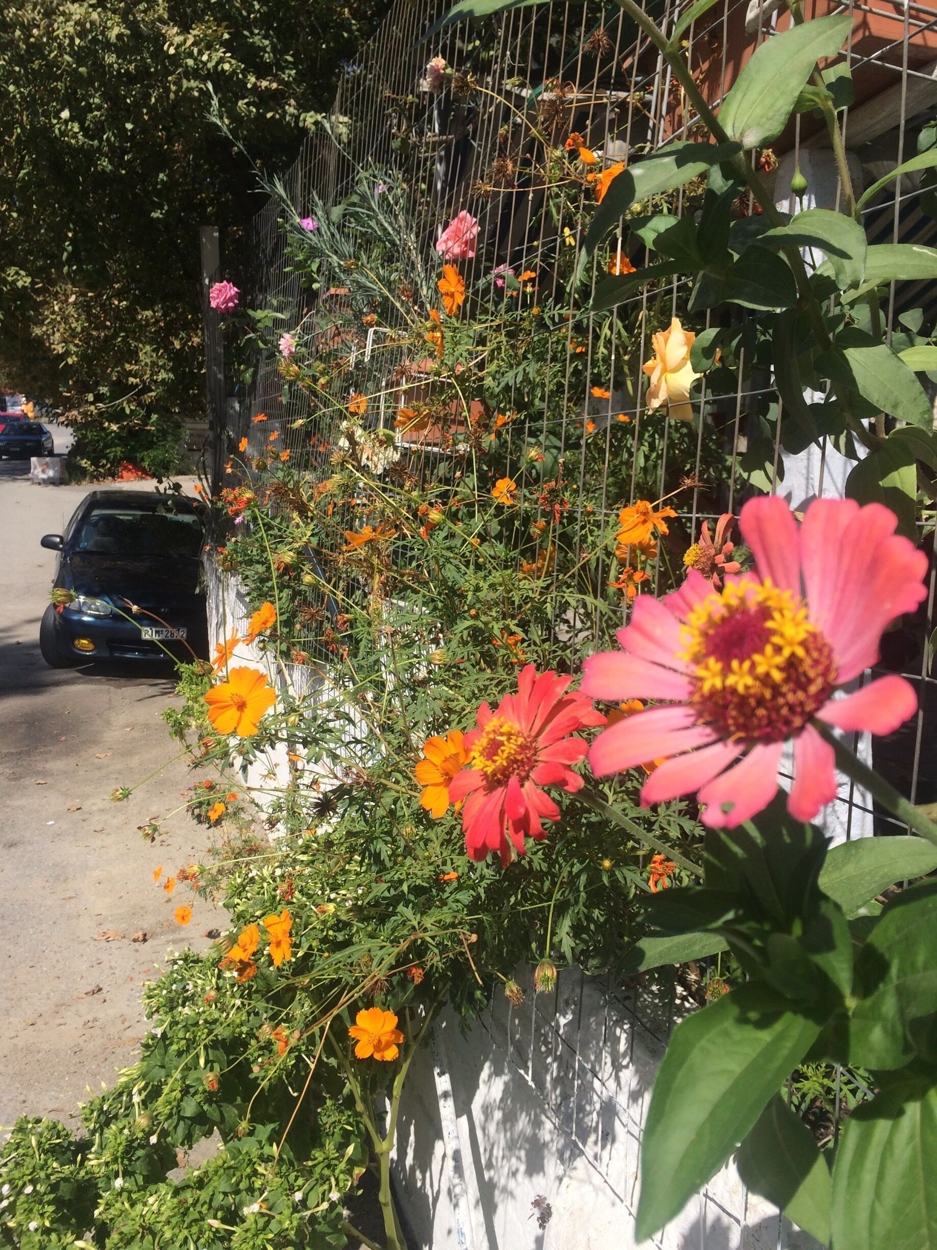 Independent houses near the seaside. Saw someone’s garden beside the road on our route to the beach. 