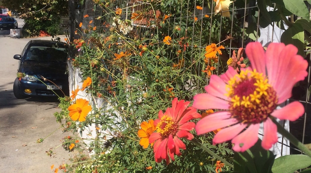 Independent houses near the seaside. Saw someone’s garden beside the road on our route to the beach.