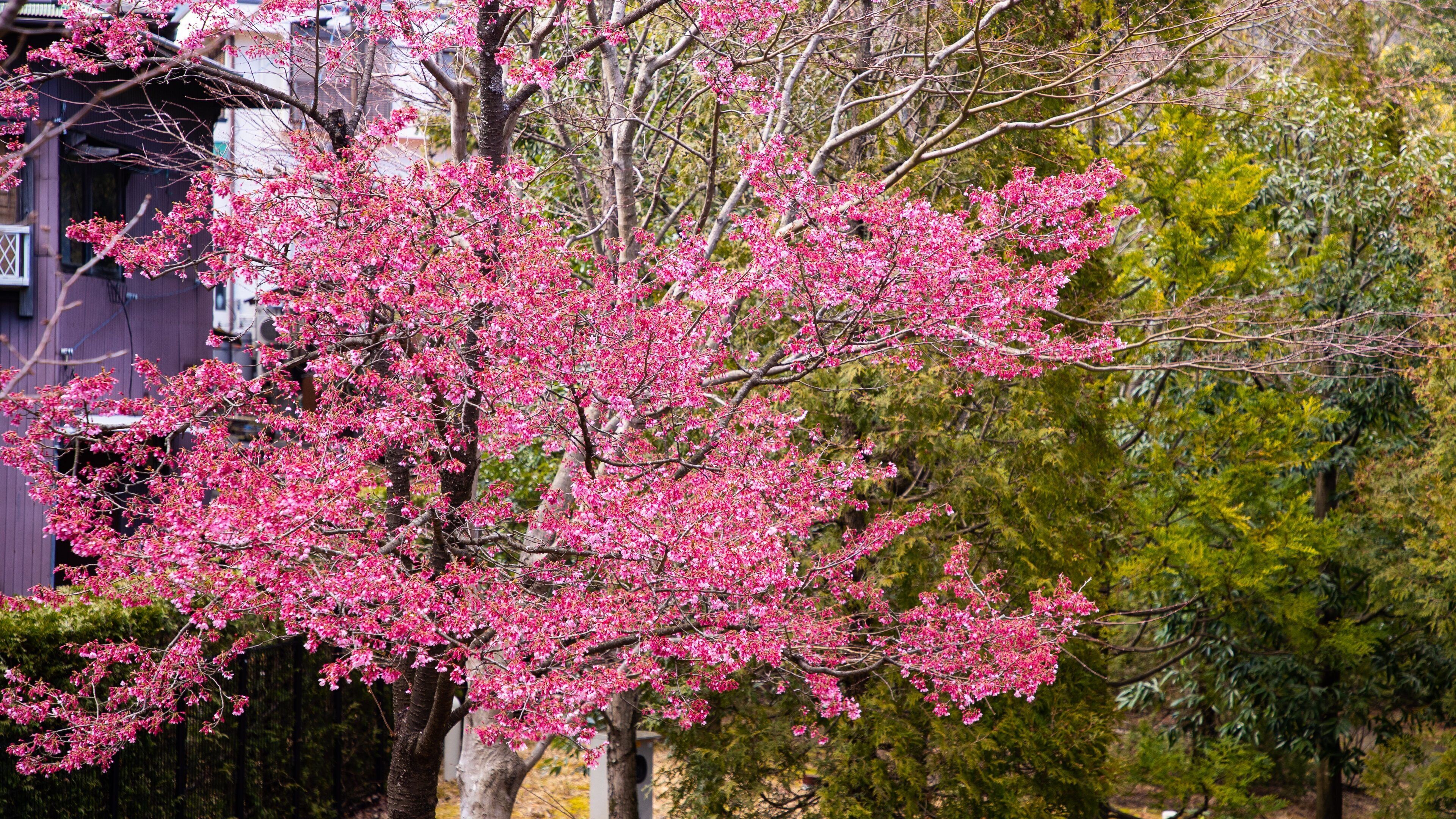 Miyanoshita showing wildflowers