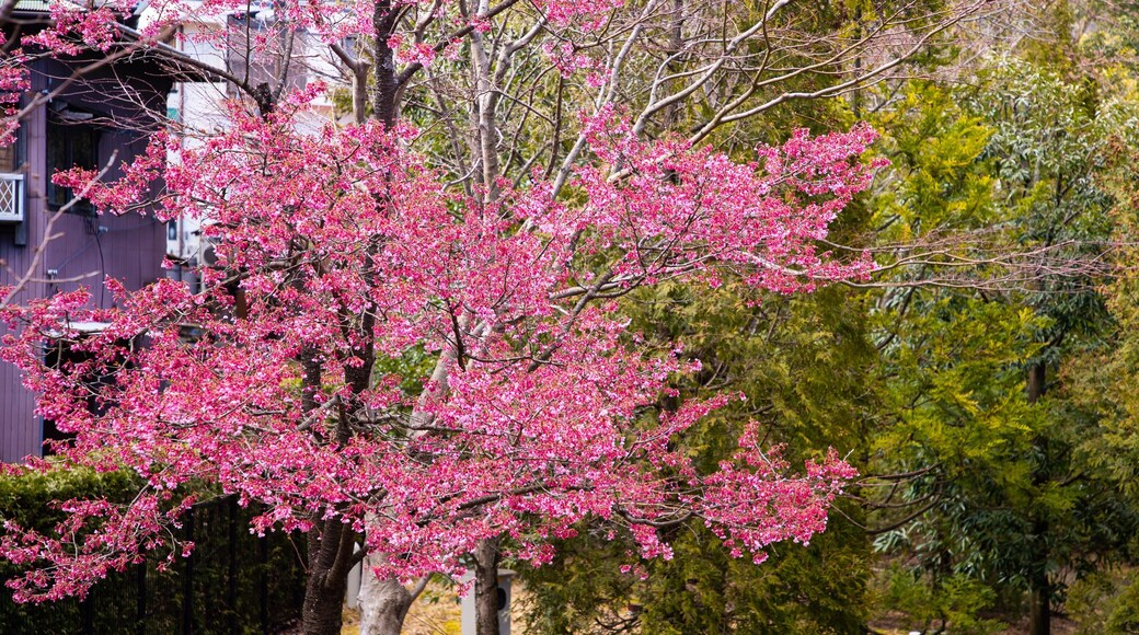 Miyanoshita showing wildflowers