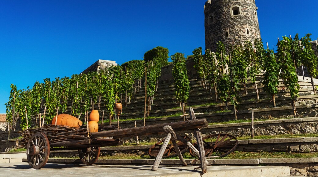 wine vineyard in Akhaltsikhe. vineyards in the Rabat fortress. wine making in Georgia