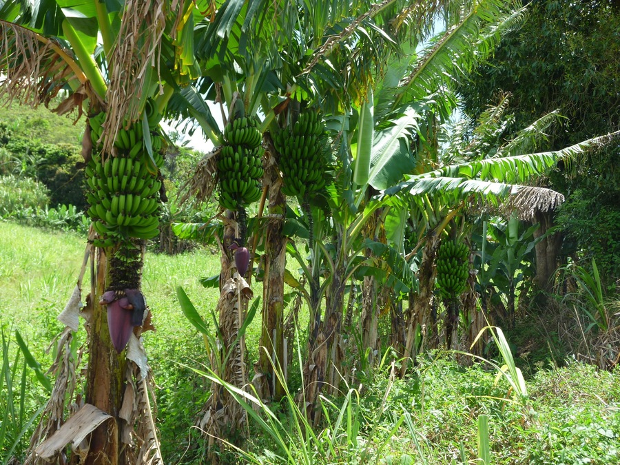 0_Mignonette_bananas__La_Reunion