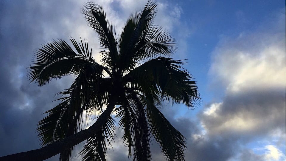 A palm tree silhouetted against a cloudy sky with the sun peeking through, over a calm sea.