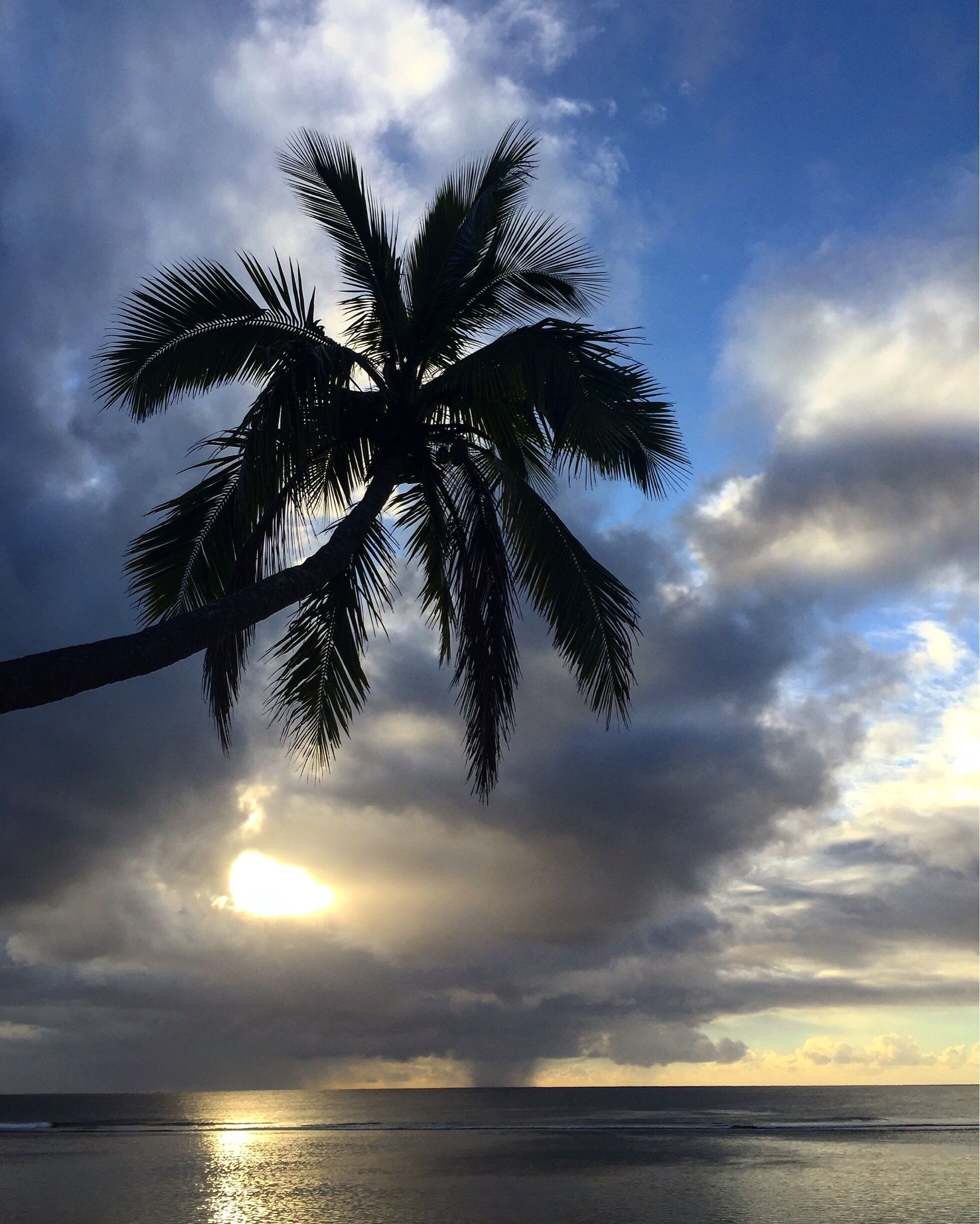 A palm tree silhouetted against a cloudy sky with the sun peeking through, over a calm sea.
