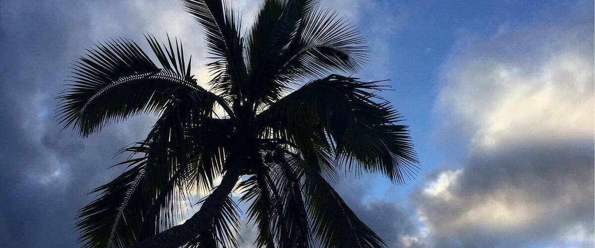 A palm tree silhouetted against a cloudy sky with the sun peeking through, over a calm sea.