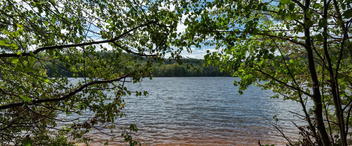 A lake surrounded by trees and a sandy shore.