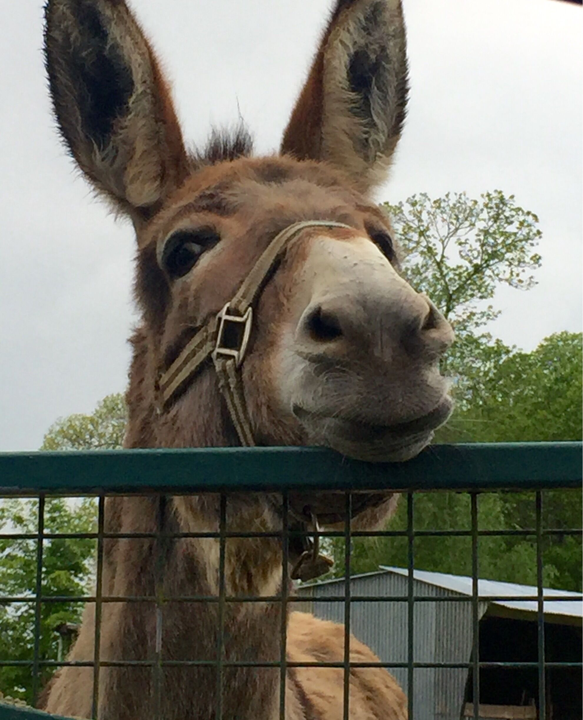 You know you are in Brittany France when you start seeing these 
#donkeys #farmlife #Brittany #France