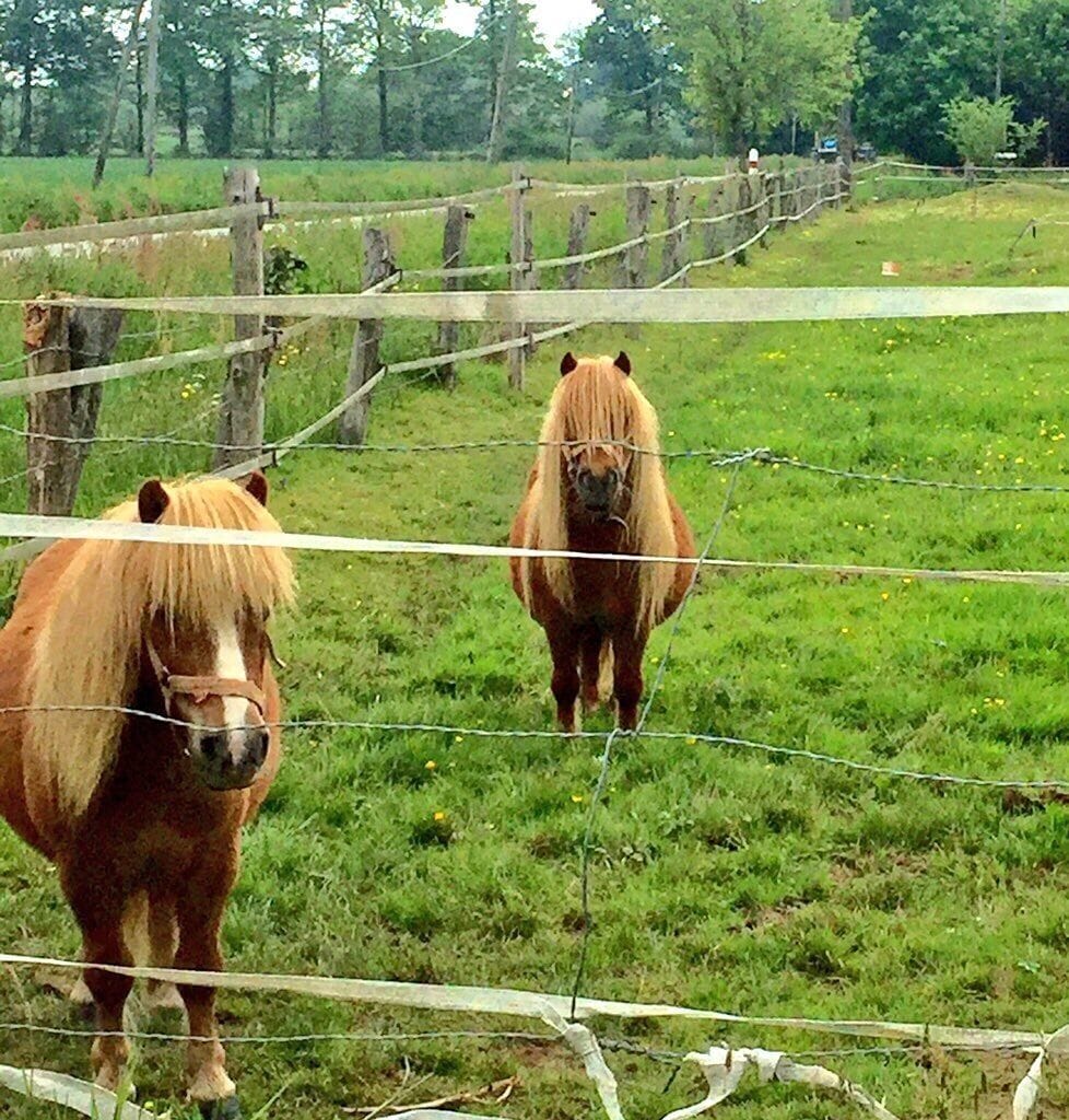 These guys could be in a rock band 🎼🎤
Beautiful green fields in Brittany France 
#France #Brittany #Green
