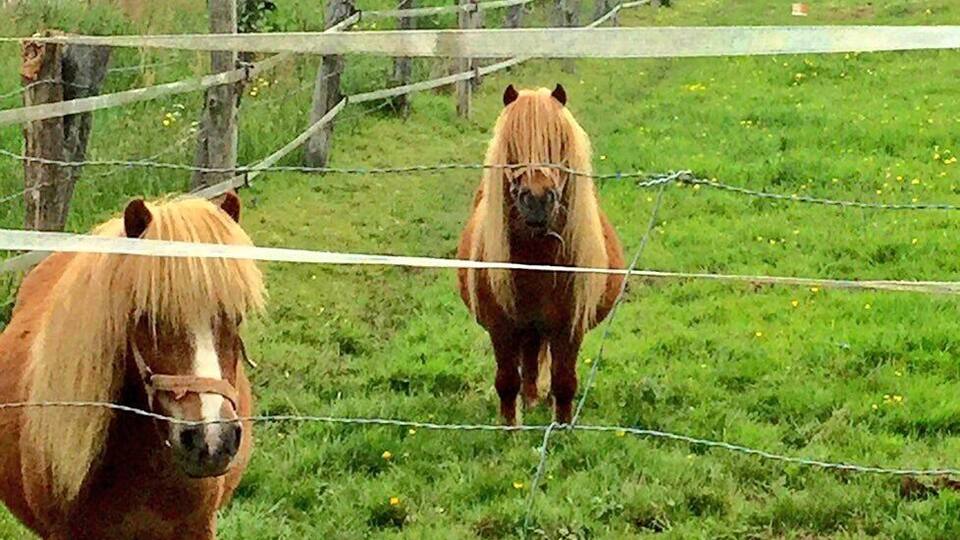 Two horses in a grassy field with a wooden fence.