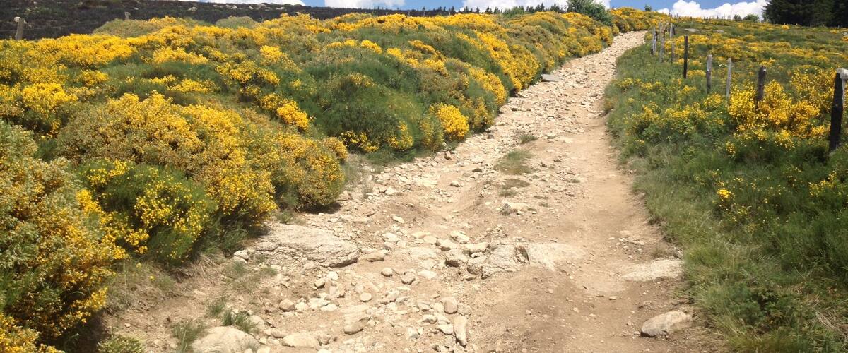 A dirt path winding through a hillside covered with yellow flowers, under a partly cloudy sky.