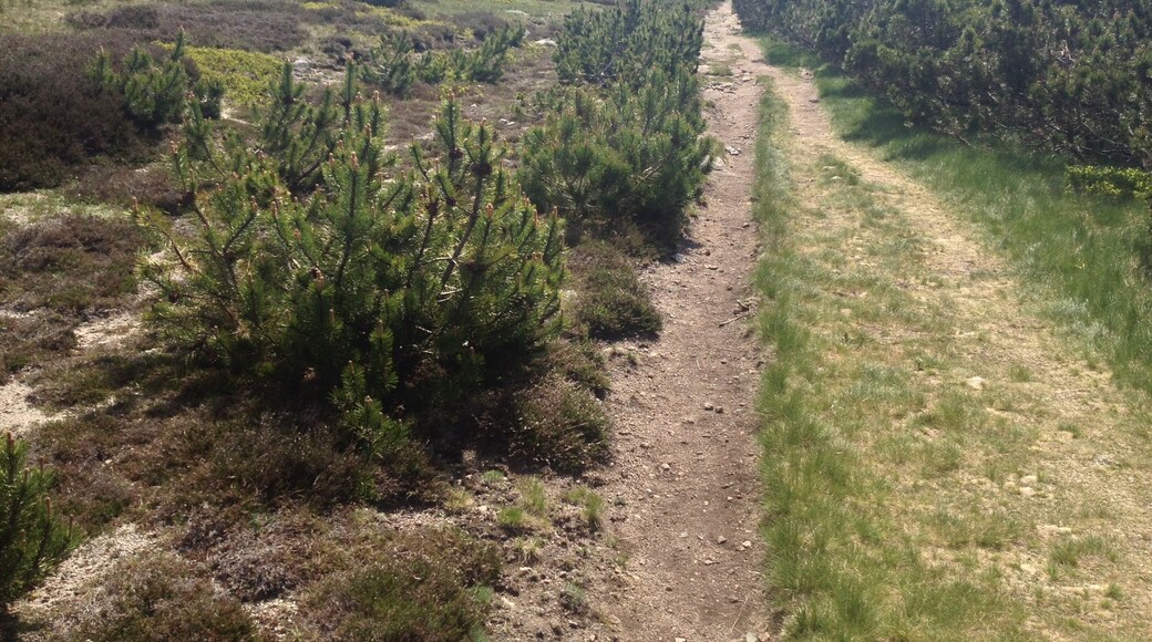 48220 Fraissinet-de-LozĂšre, France
