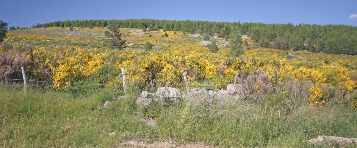 Cham des Bondons Camera location 44° 24′ 58.61″ N, 3° 38′ 02.04″ E View this and other nearby images on: OpenStreetMap - Google Earth 44.416281; 3.633900