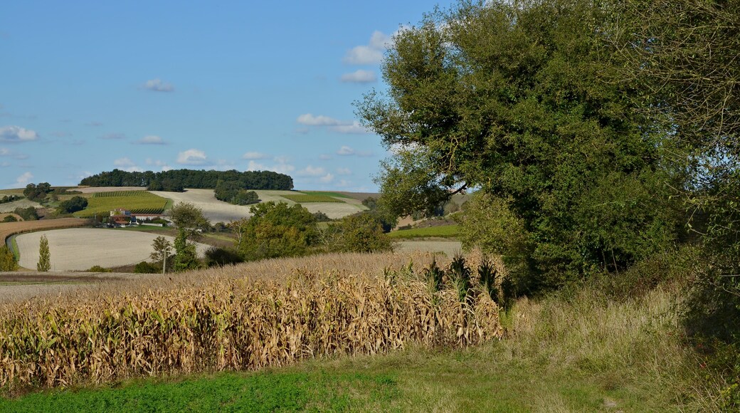 Rural landscape with maize field and vineyards in the distance, Bessac, Charente, France.