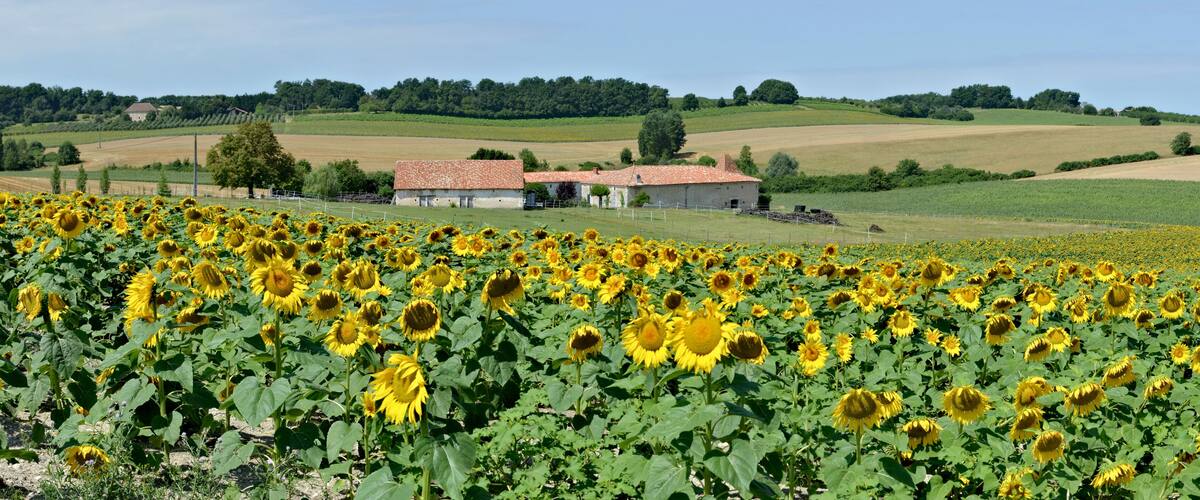 A sunflower field with a farmhouse in the background.