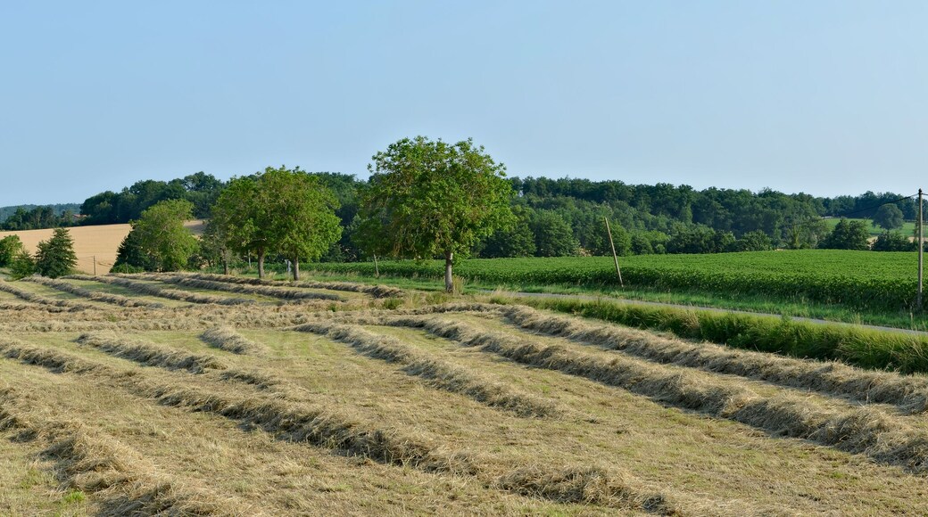 Hay windrows along the road D 141, Courgeac, Charente France.