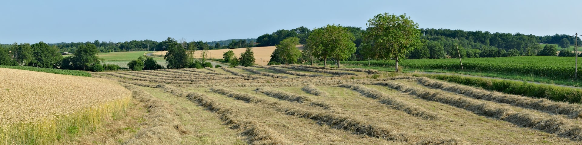 Hay windrows along the road D 141, Courgeac, Charente France.