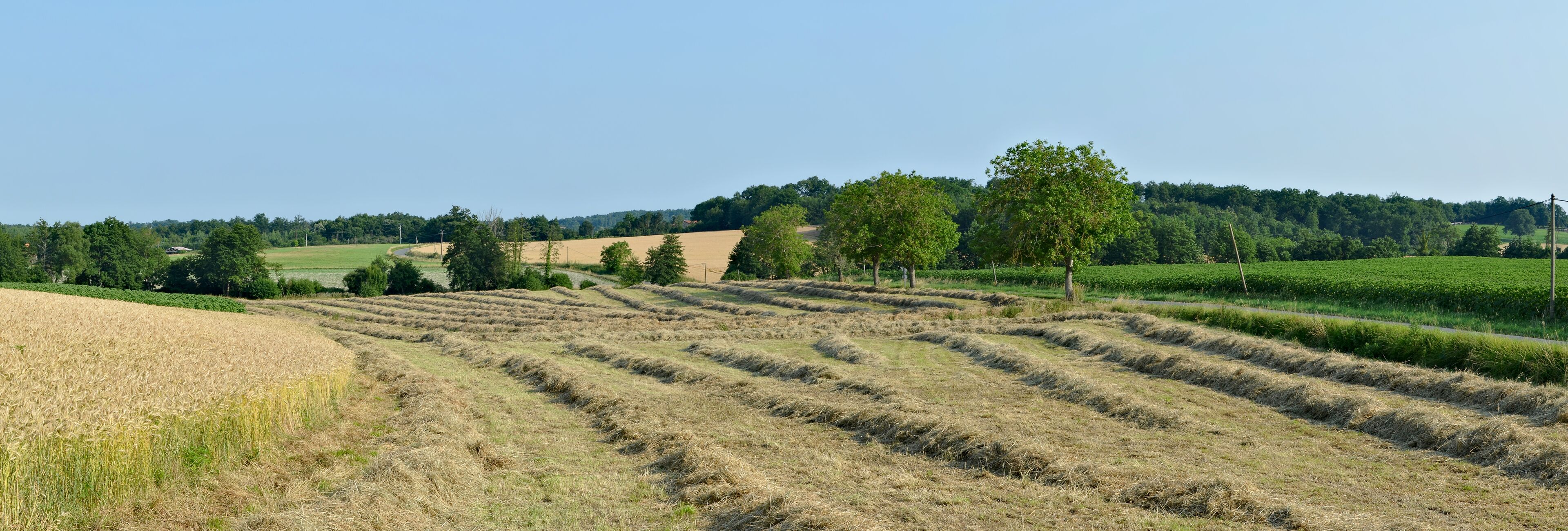 A rural landscape with fields of wheat and hay, a clear sky, and a forest in the background.