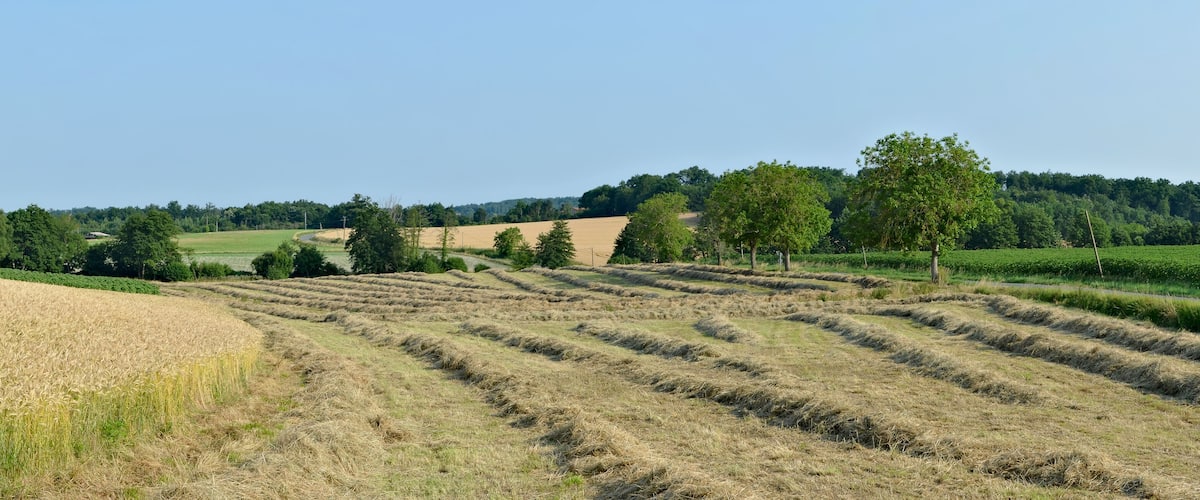A rural landscape with fields of wheat and hay, a clear sky, and a forest in the background.