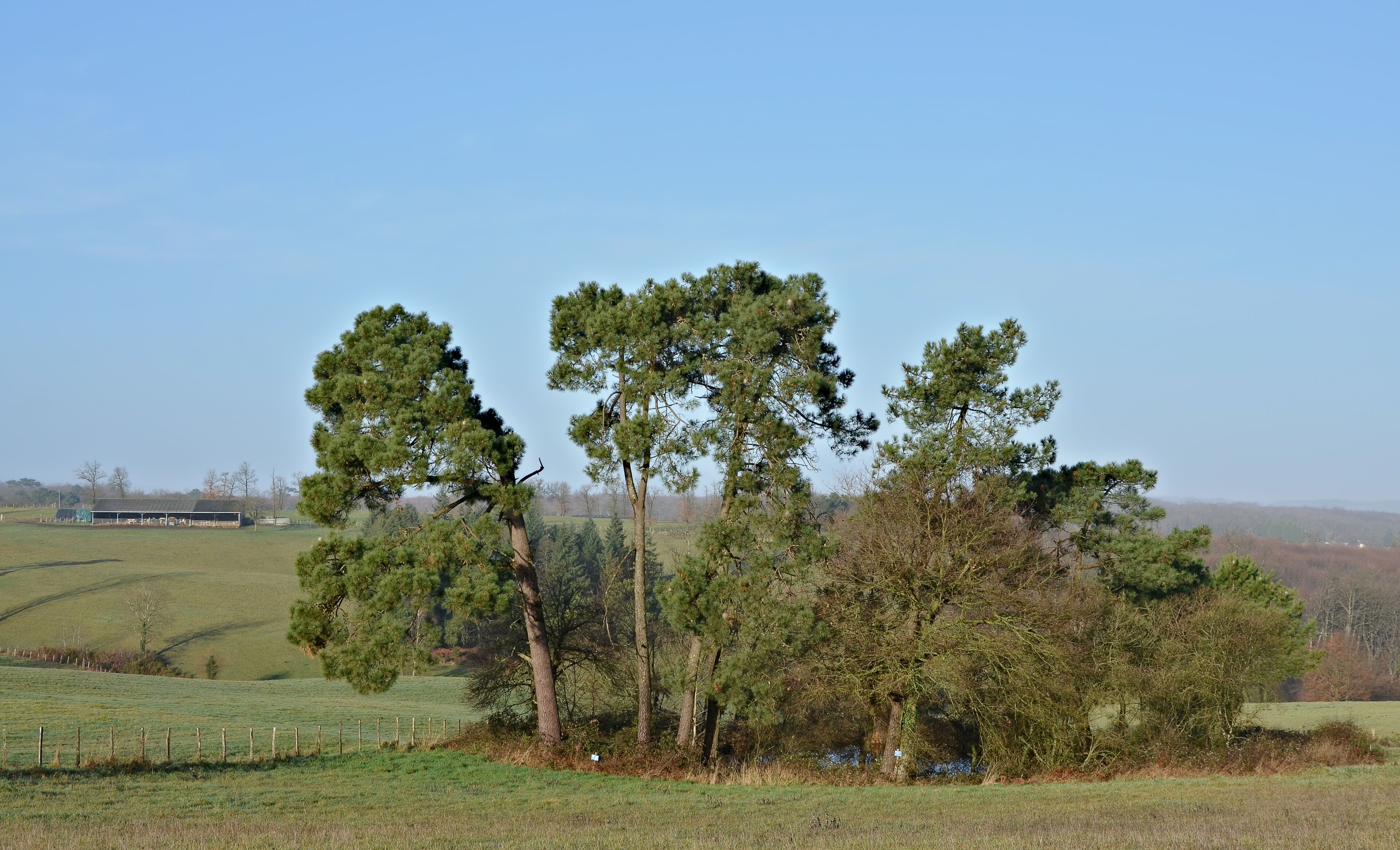 Rural landscape with a pond, pine-trees and meadows near road D 46; Pérignac, Charente, France.