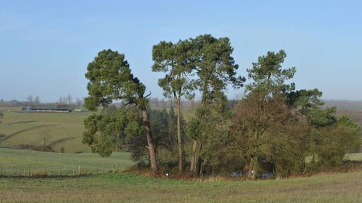 Pond with pine-trees and meadows near road D 46; Pérignac, Charente, France.