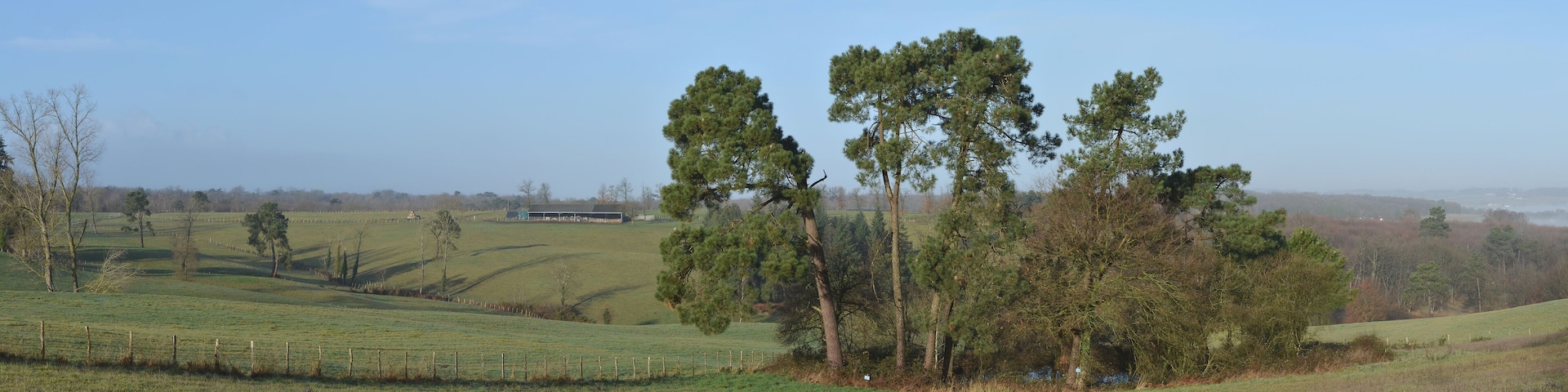 Pond with pine-trees and meadows near road D 46; Pérignac, Charente, France.