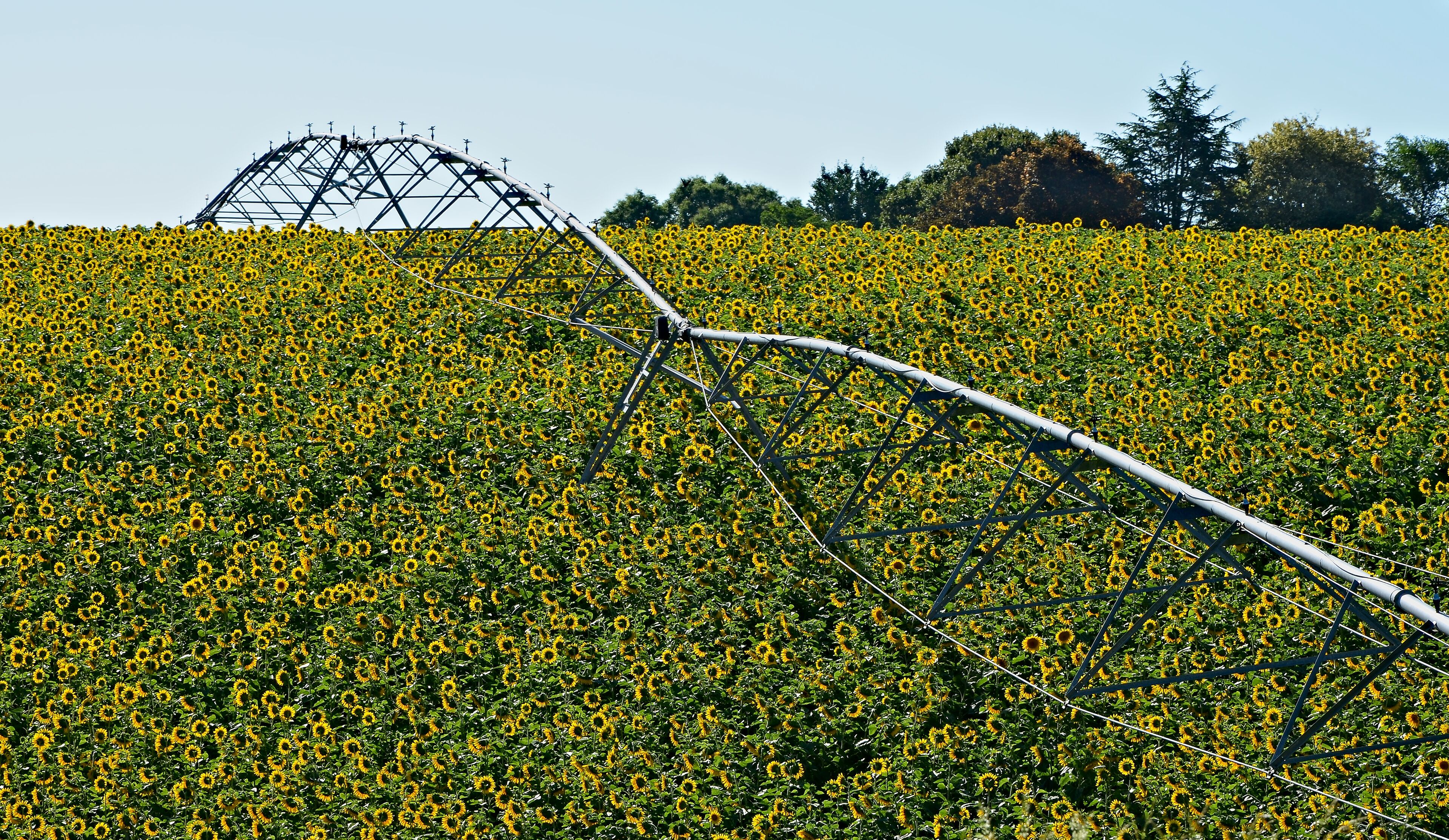 Sunflowers (Helianthus annuus) on a hillside and watering device, Blanzac-Porcheresse, Charente, France.