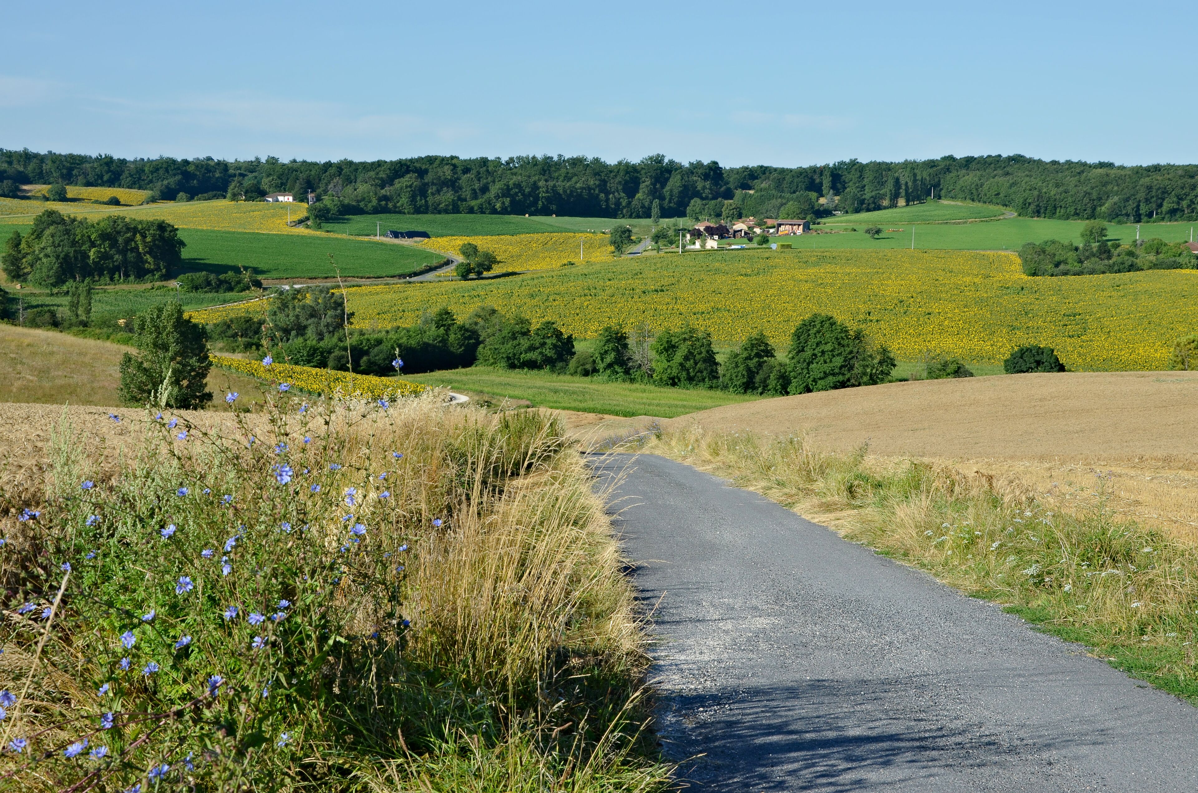 Small road linking roads D 435 and D 54, among the grain and sunflower fields, Pérignac, Charente, France.