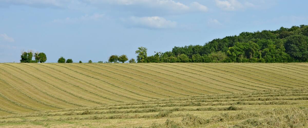 Hay windrows on hill sides, Saint-Amant, Charente, France.