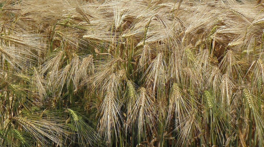 Extérieur de l'église Notre-Dame de Charmant (16).