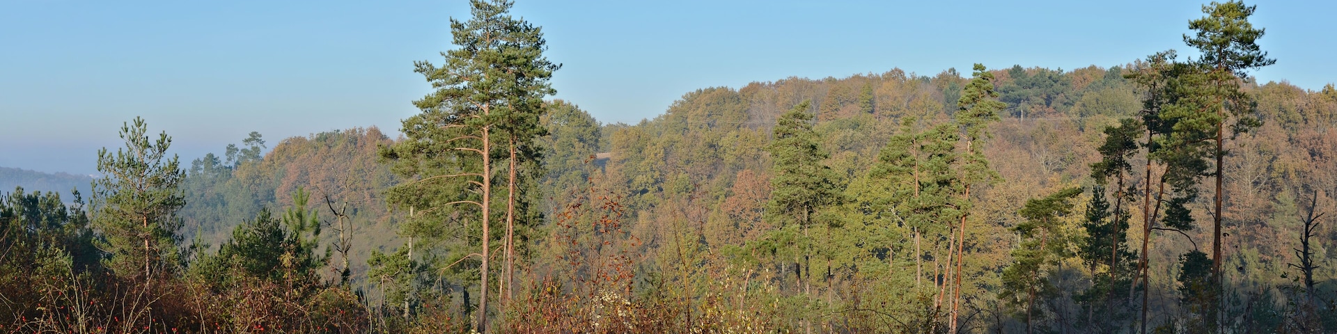 View from road D 16 towards NW, near Maine-Augeais, Ronsenac, Charente, France.