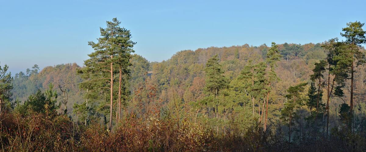 A dense forest with tall pine trees and a hilly backdrop.