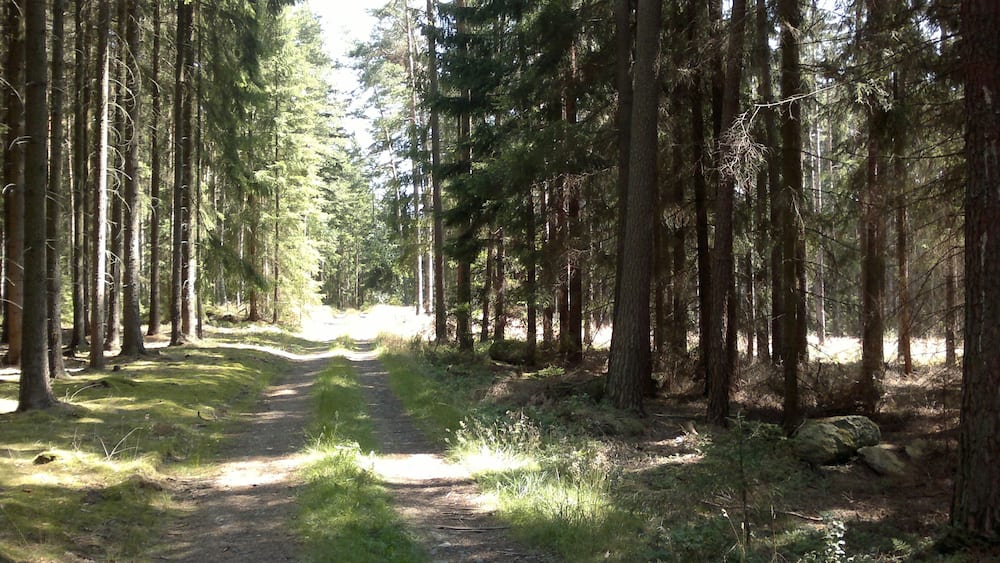 A forest path surrounded by tall trees.