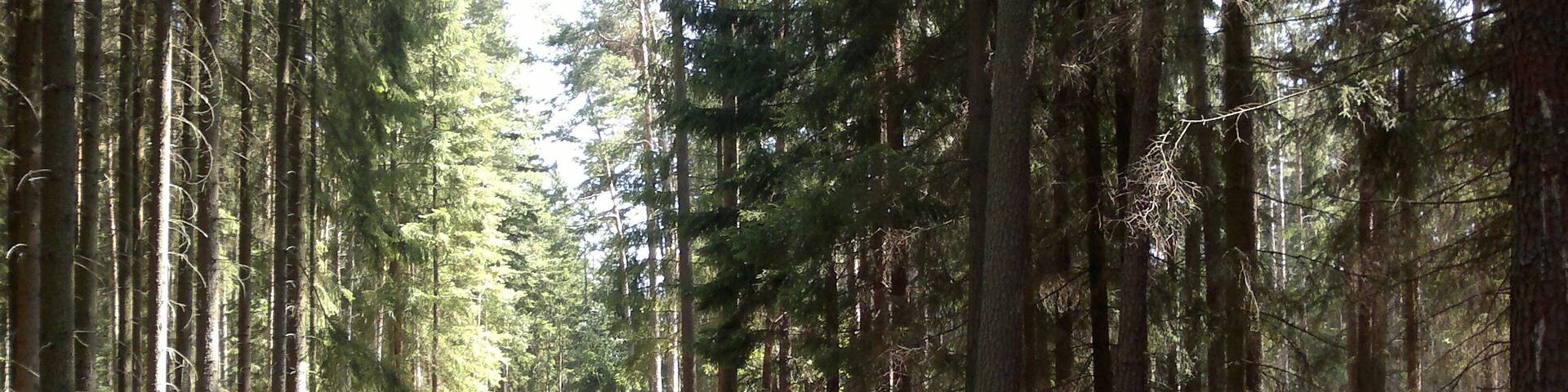 Z Třemešné na Sycherák