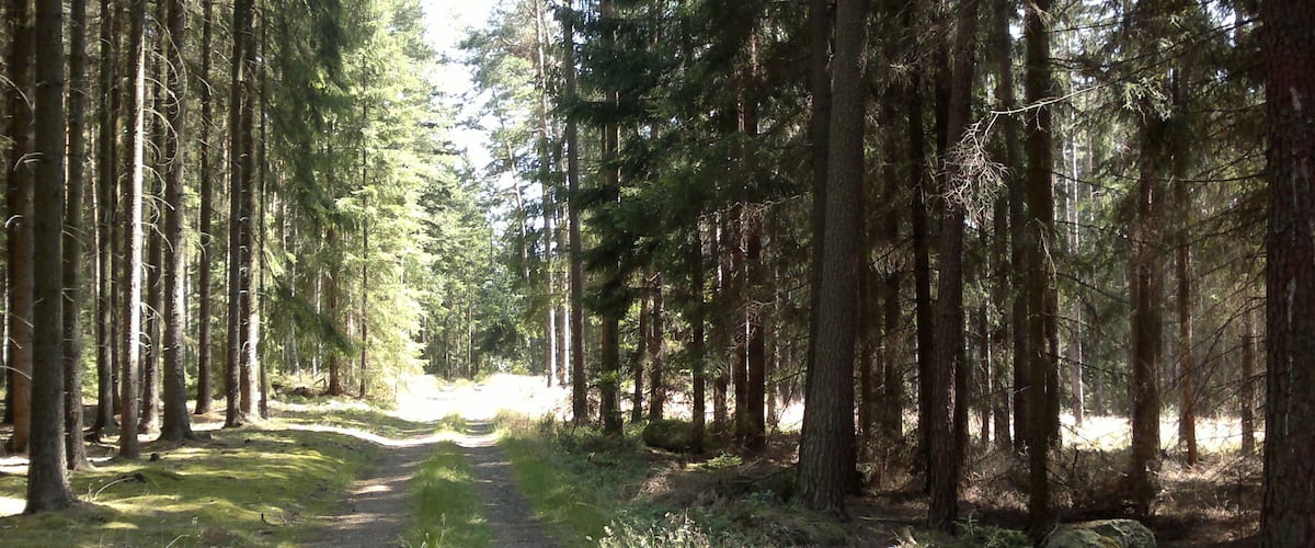 A forest path surrounded by tall trees.